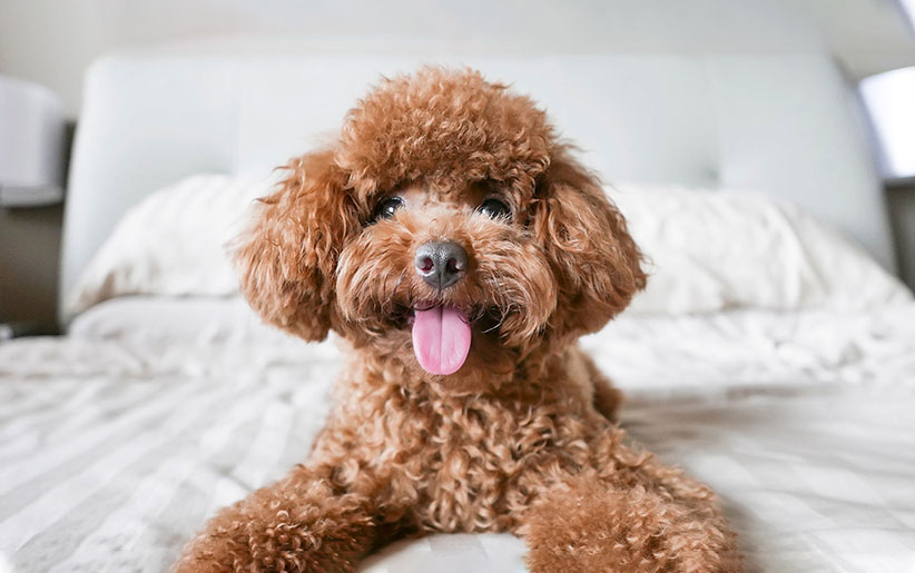 پروستات و ورم بیضه سگ + درمان