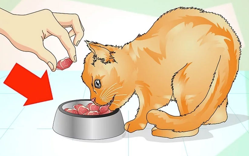 غذاهای خوشمزه برای گربه در حال مرگ