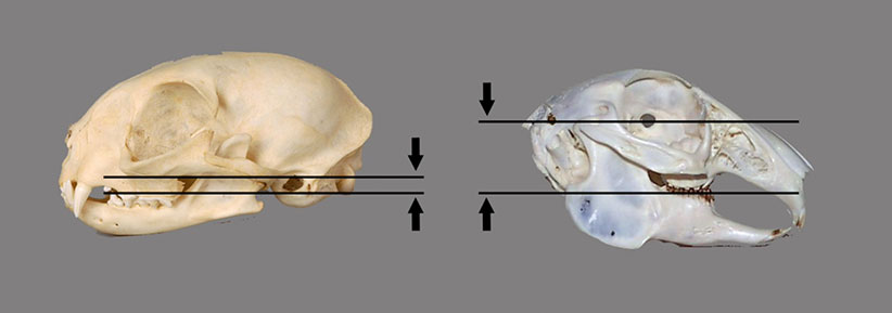 مقایسه فاصله محل مفصل فک بالا و پایین تا سطوح جوشی دندان‌ها در گیاه‌خواران (خرگوش سمت راست) و گوشت خواران (گربه سمت چپ)