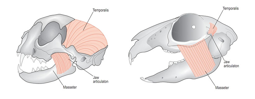 مقایسه عضلات موثر بر جوش در گیاه‌خواران (خرگوش سمت راست) و گوشت خواران (گربه سمت چپ)
