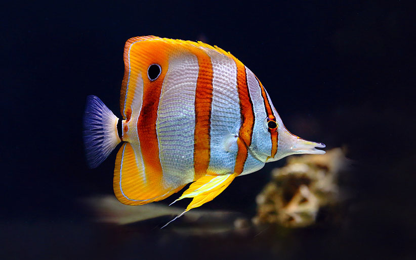 لیست زیباترین ماهی های آکواریومی صخره‌ای + تصاویر