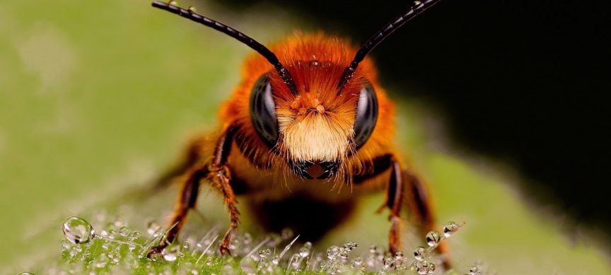تفاوت زنبور قرمز با زنبور عسل