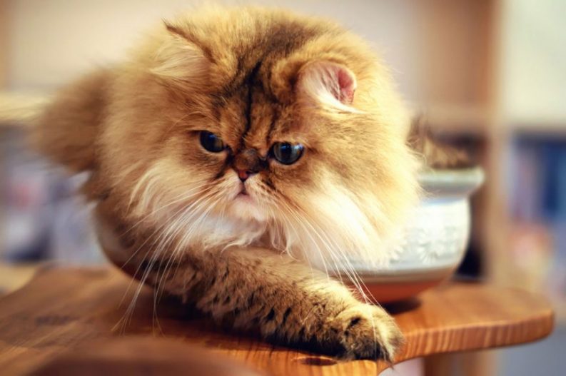 Persian-Cat.jpg