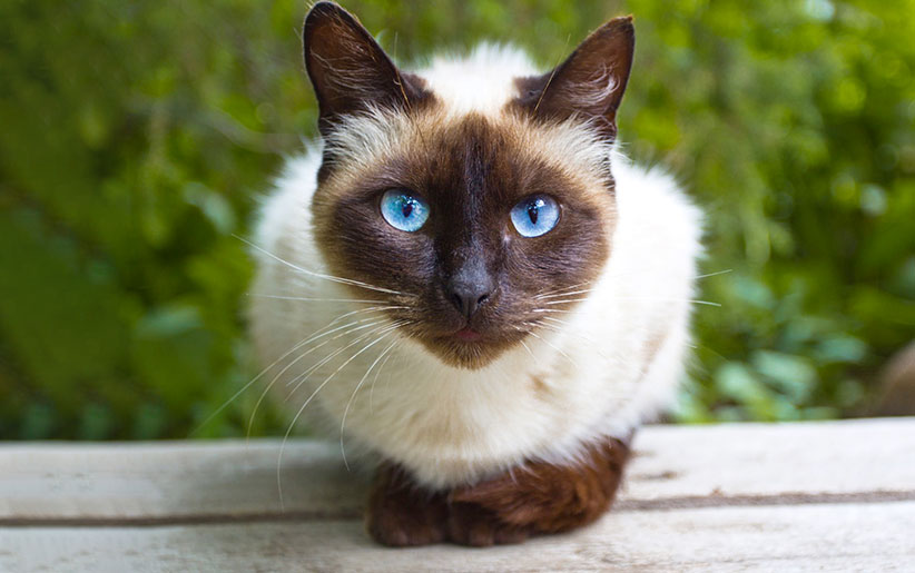 معرفی گربه سیامی یک نژاد محبوب و معروف گربه سانان | دنیای حیوانات