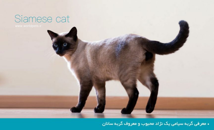 معرفی گربه سیامی یک نژاد محبوب و معروف گربه سانان