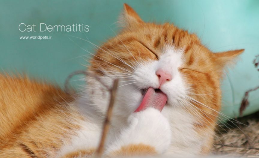درماتیت تماسی آلرژیک و تحریکی در گربه‌ها یا همان التهاب پوست