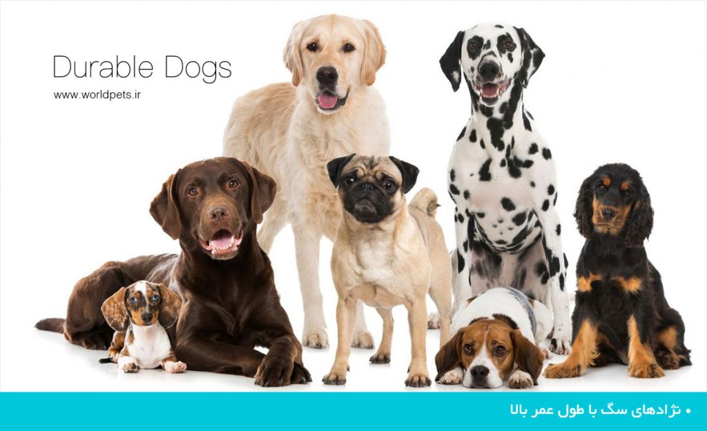 معرفی نژادهای سگ با طول عمر بالا دنیای حیوانات