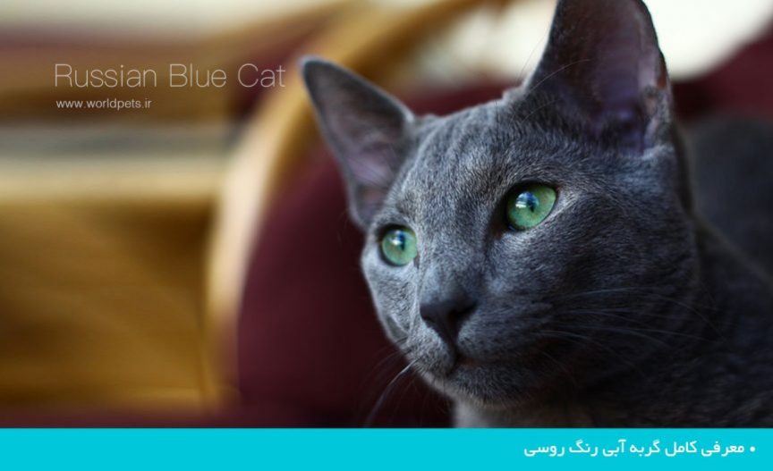 معرفی کامل گربه آبی رنگ روسی | دنیای حیوانات