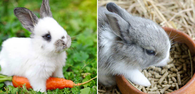 نکات مهم در مورد نگهداری و غذای خرگوش 