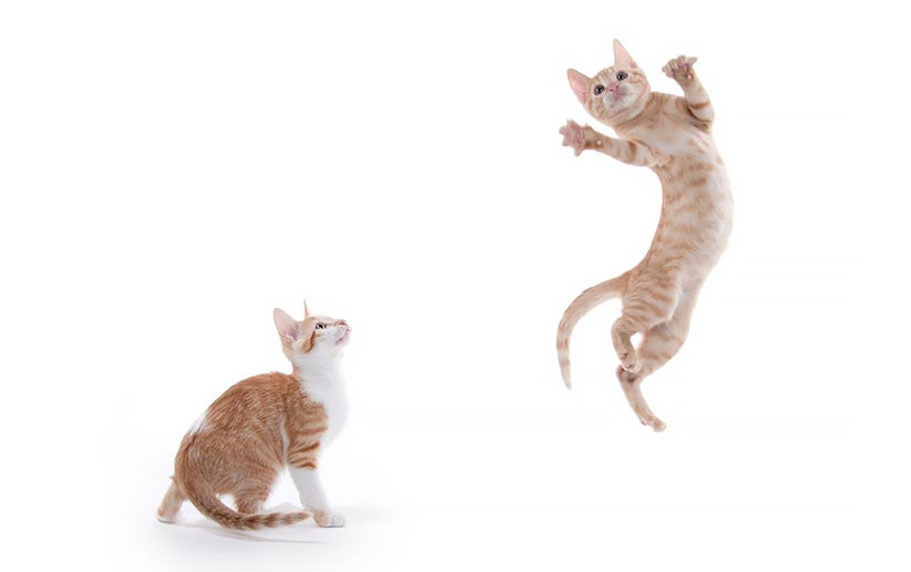 گربه قهوه‌ای در حال پریدن برای گرفتن مگس: راهنمای جامع رفتار و حرکات گربه