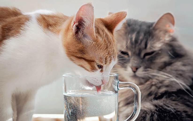 گربه در حال آب خوردن از یک لیوان: راهنمای جامع رفتار و حرکات گربه
