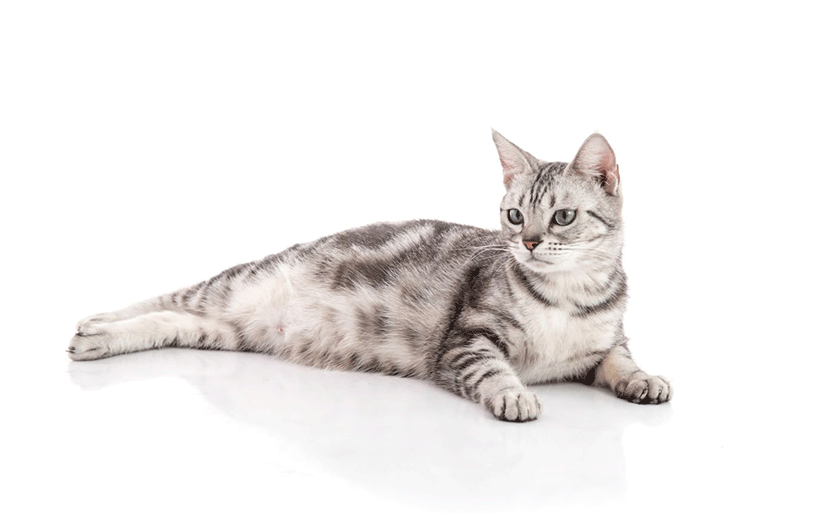 گربه باردار سفید که دراز کشیده: راهنمای جامع رفتار و حرکات گربه
