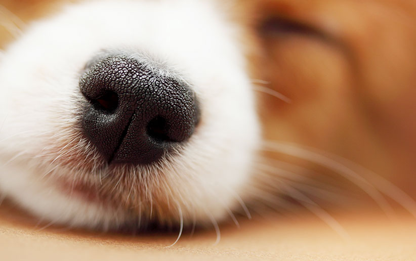 dog-olfaction-1.jpg