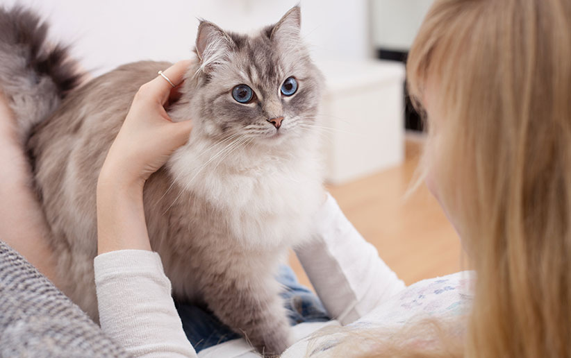 درماتوفیت گربه + آتوپی گربه (پیشگیری و درمان)