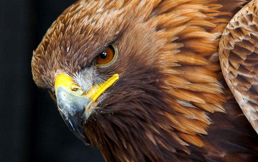 bird-of-prey-eagle.jpg