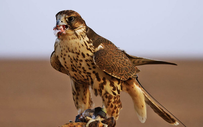 bird-of-prey-falcon.jpg