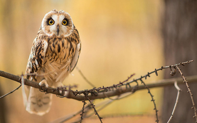 bird-of-prey-owl.jpg