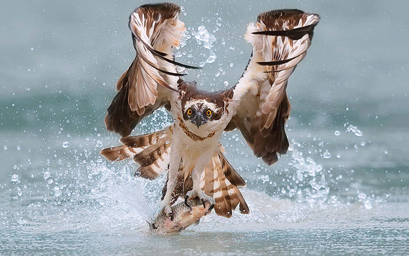 bird-of-prey-pandion-haliaetus.jpg