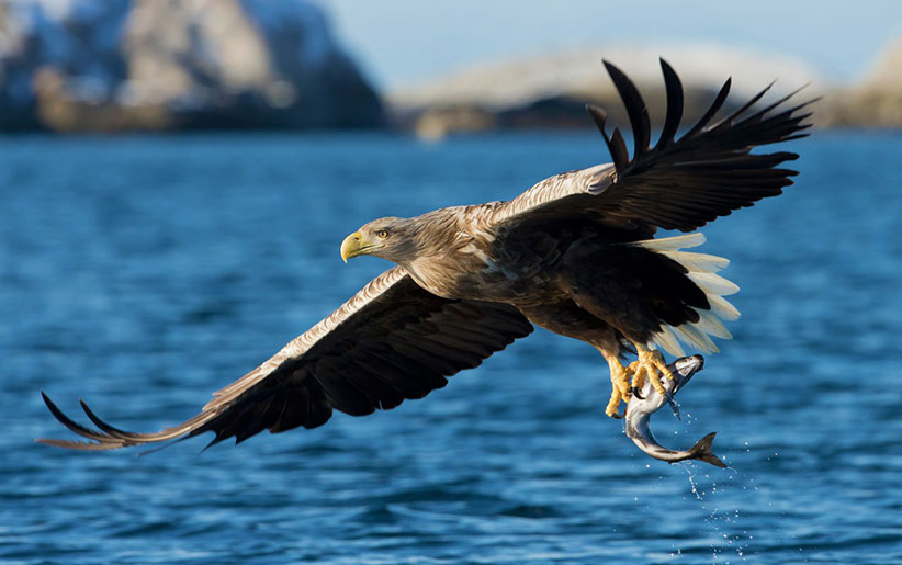 bird-of-prey-sea-eagle.jpg