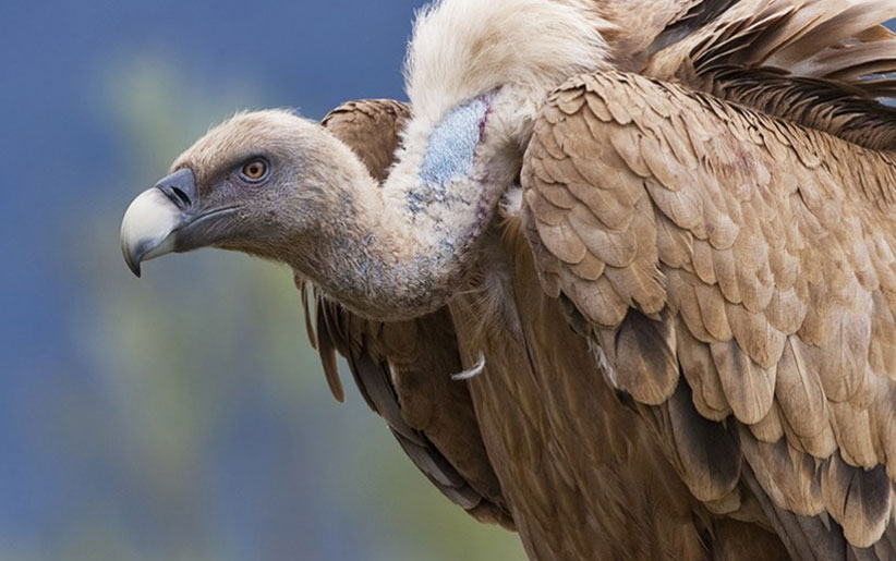 bird-of-prey-vulture.jpg