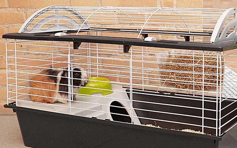 خوکچه هندی در قفس