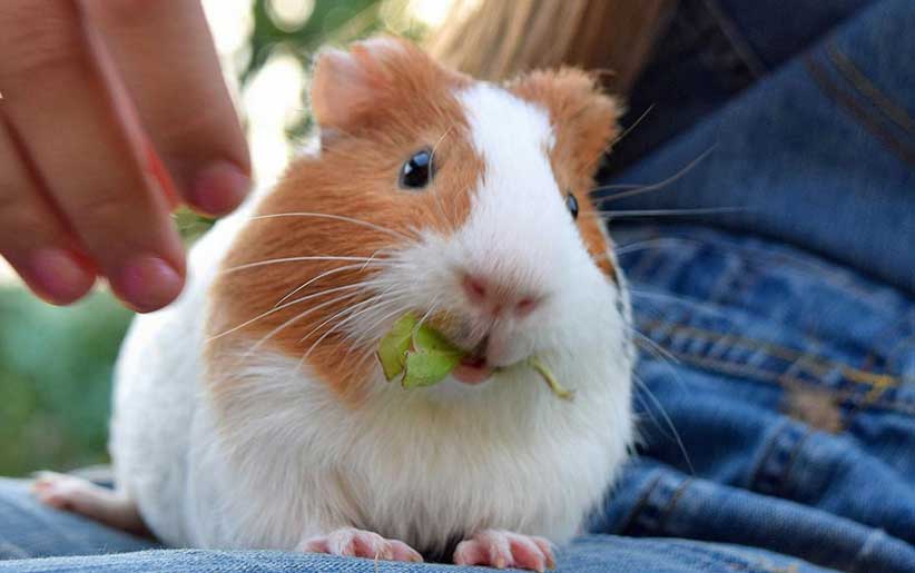 خوکچه هندی در حال خوردن سبزیجات