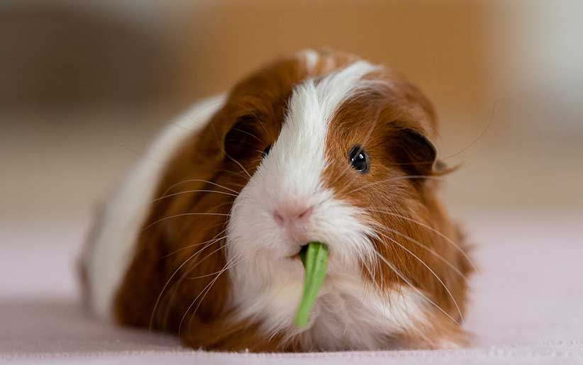 خوکچه هندی در حال خوردن سبزی