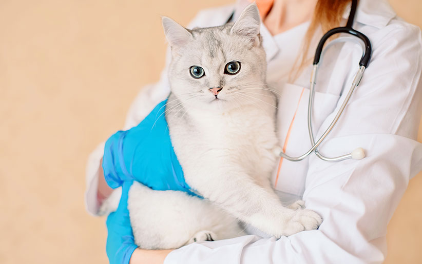 مشکلات مراجعه گربه به دامپزشک