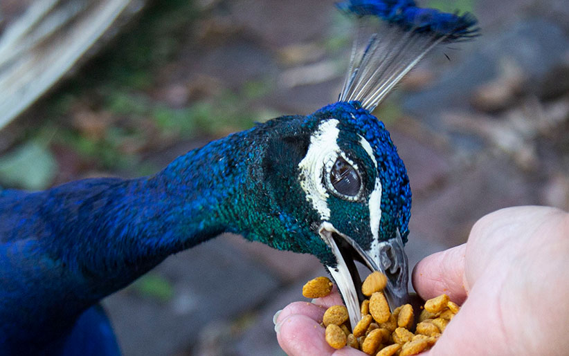 تغذیه‌ طاووس