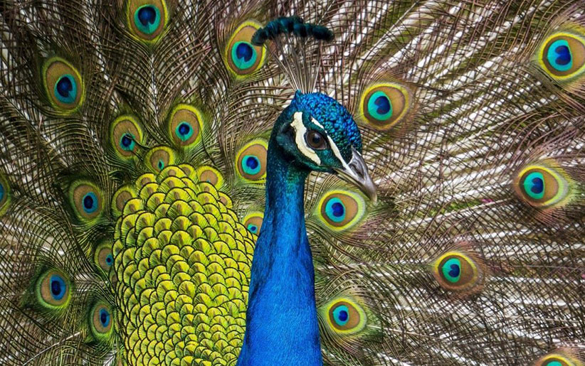 اطلاعات کامل در مورد طاووس + تصاویر بسیار زیبا