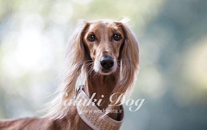 اطلاعات کامل سگ نژاد تازی یا سالوکی (قیمت توله، تغذیه، نگهداری و...)