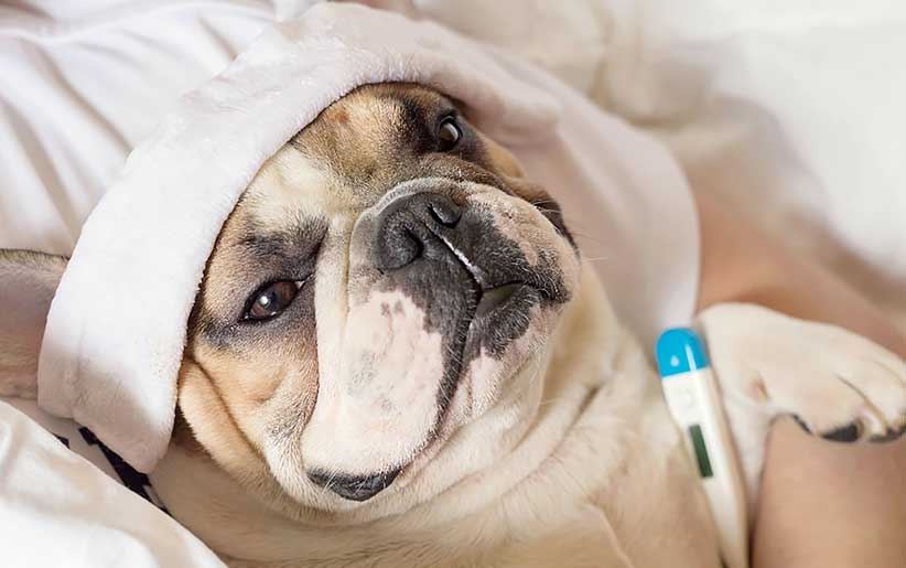 آنفولانزای سگی و سرماخوردگی