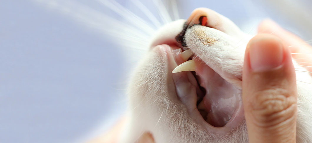 معاینه دندان گربه برای تشخیص سن