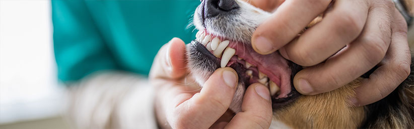 معاینه دندان سگ برای تشخیص سن