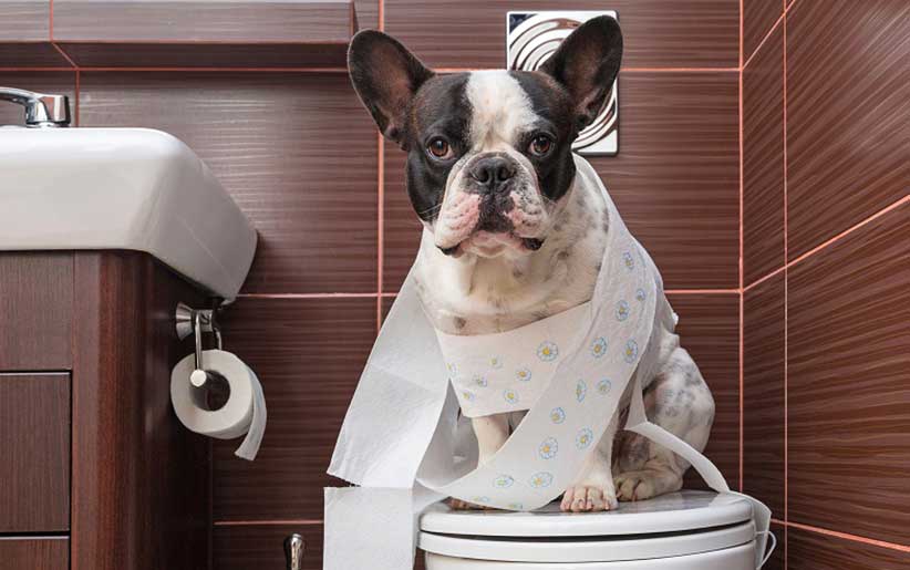 آموزش دستشویی به توله سگ