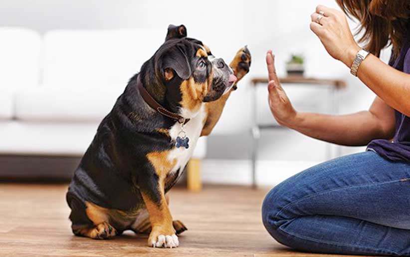 تربیت سگ با اصول روانشناسی