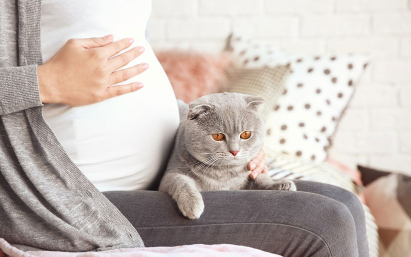 گربه در کنار خانم حامله: توکسوپلاسموز در خانم‌های باردار