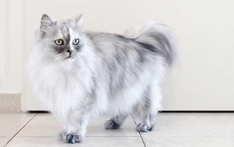 نژاد گربه ایرانی آبی کرم سفید