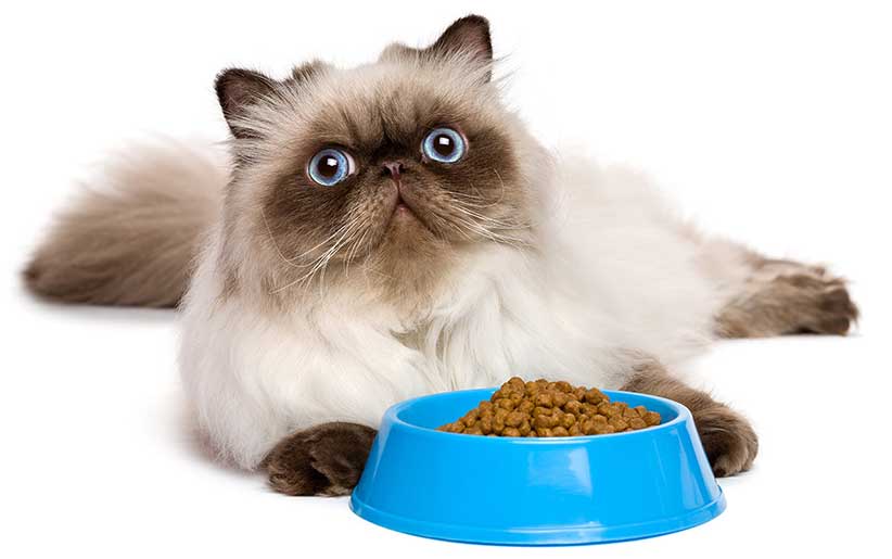 گربه پرشین و ظرف غذای آبی که داخلش غذای آماده گربه است