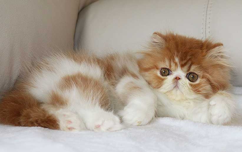 گربه ایرانی یا پرشین قرمز و سفید
