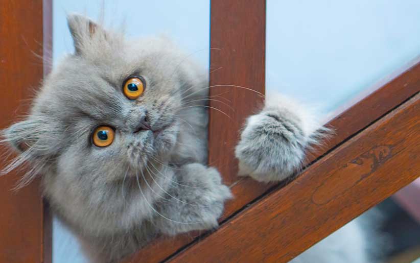 گربه ایرانی یا پرشین آبی دودی