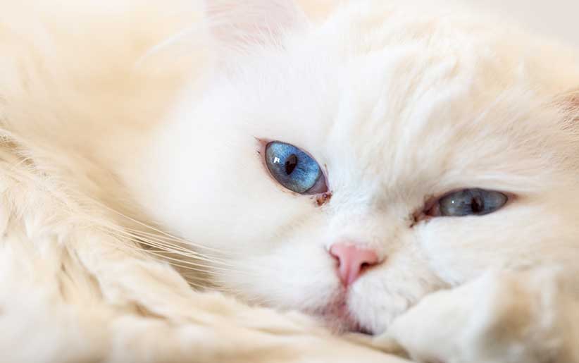 ریزش اشک گربه پرشین سفید