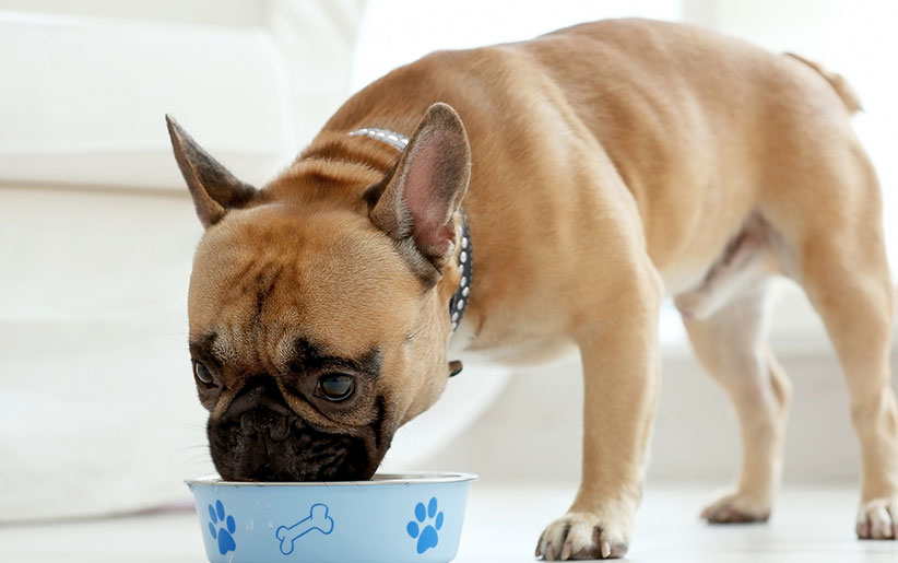 سگ پاگ قهوه‌ای درحال خوردن غذای پروتئینی