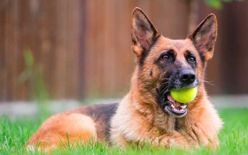 سگ ژرمن شپرد با یک توپ تنیس در دهانش