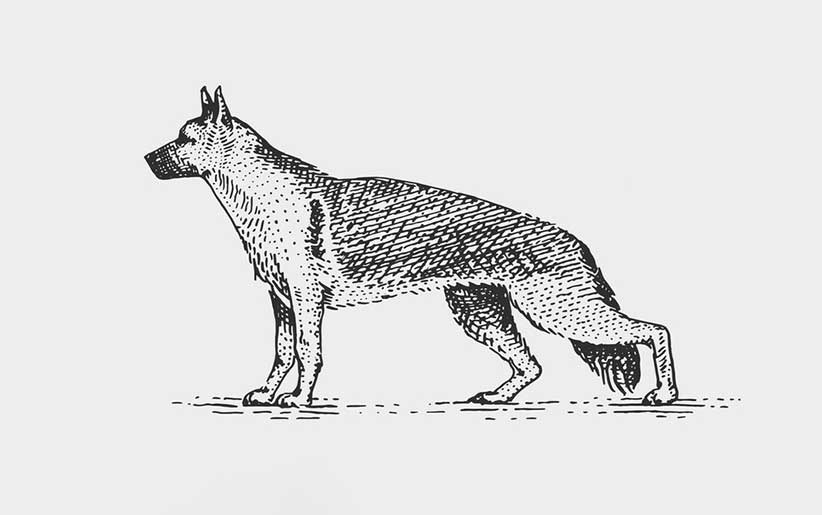 نمایی از نقاشی سگ ژرمن شپرد از پهلو