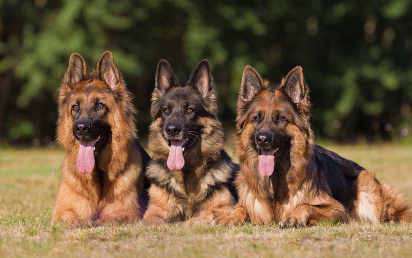 سه سگ ژرمن شپرد نشسته کنار هم