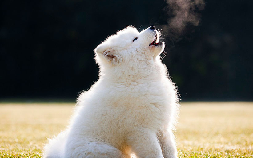 زوزه کشیدن سگ سفید
