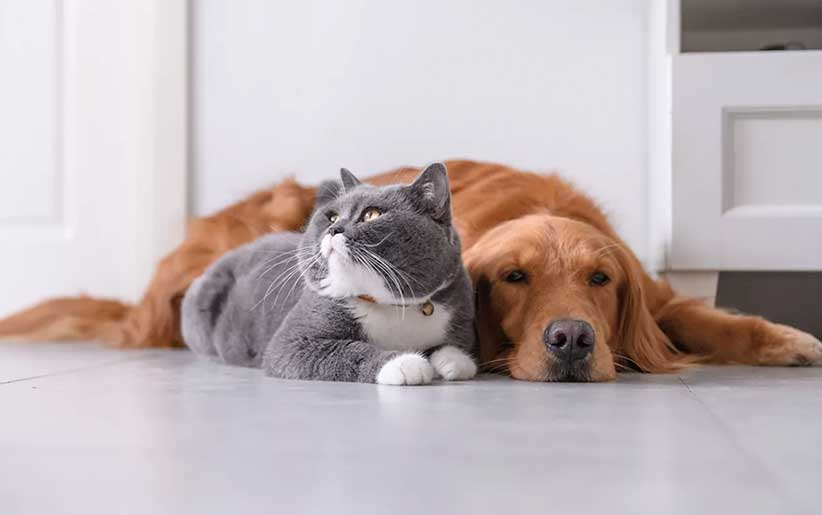 رفتار سگ‌ها با گربه‌ها