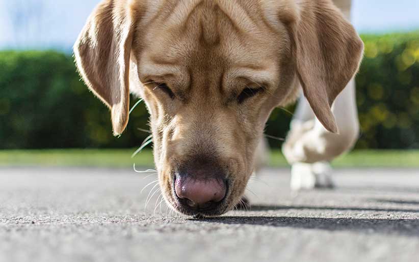 قدرت بویایی سگها