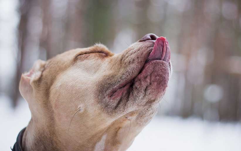 چیزهایی که سگ‌ها می‌توانند بو بکشند